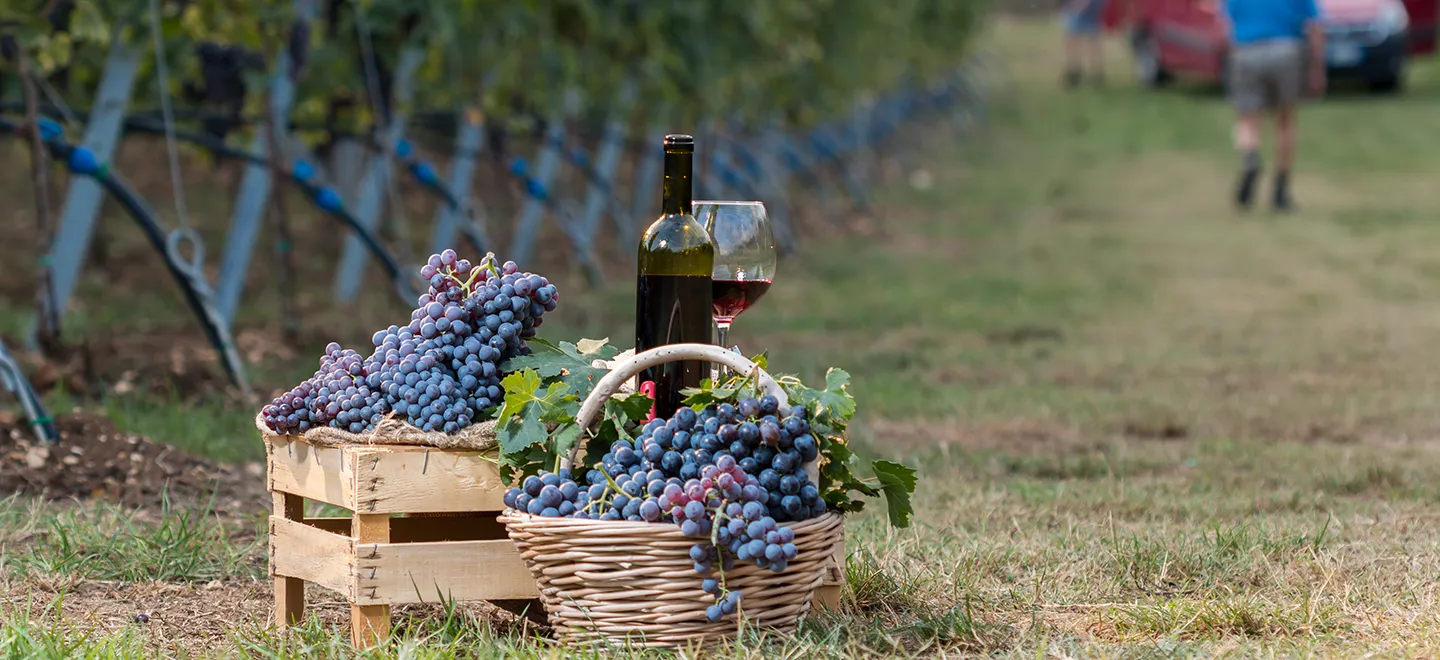 Harvesting grapes in a Veneto vineyard