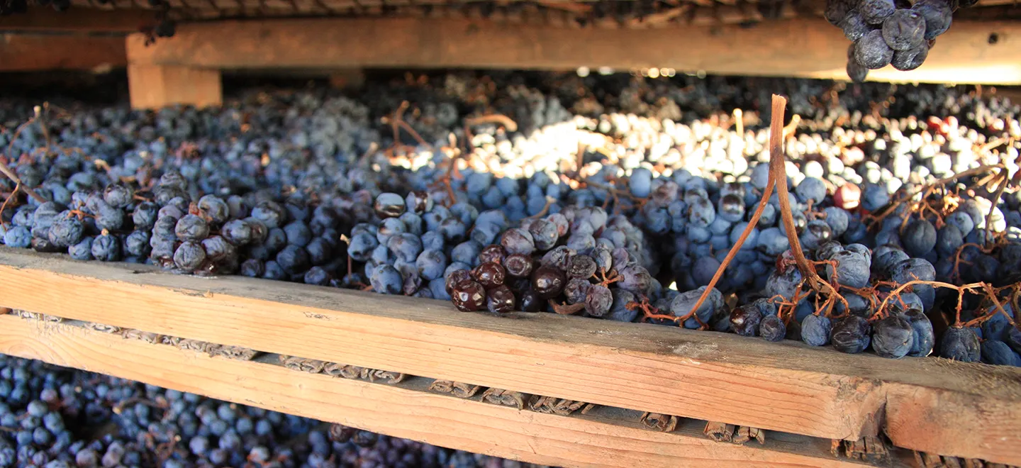 Amarone grapes drying process